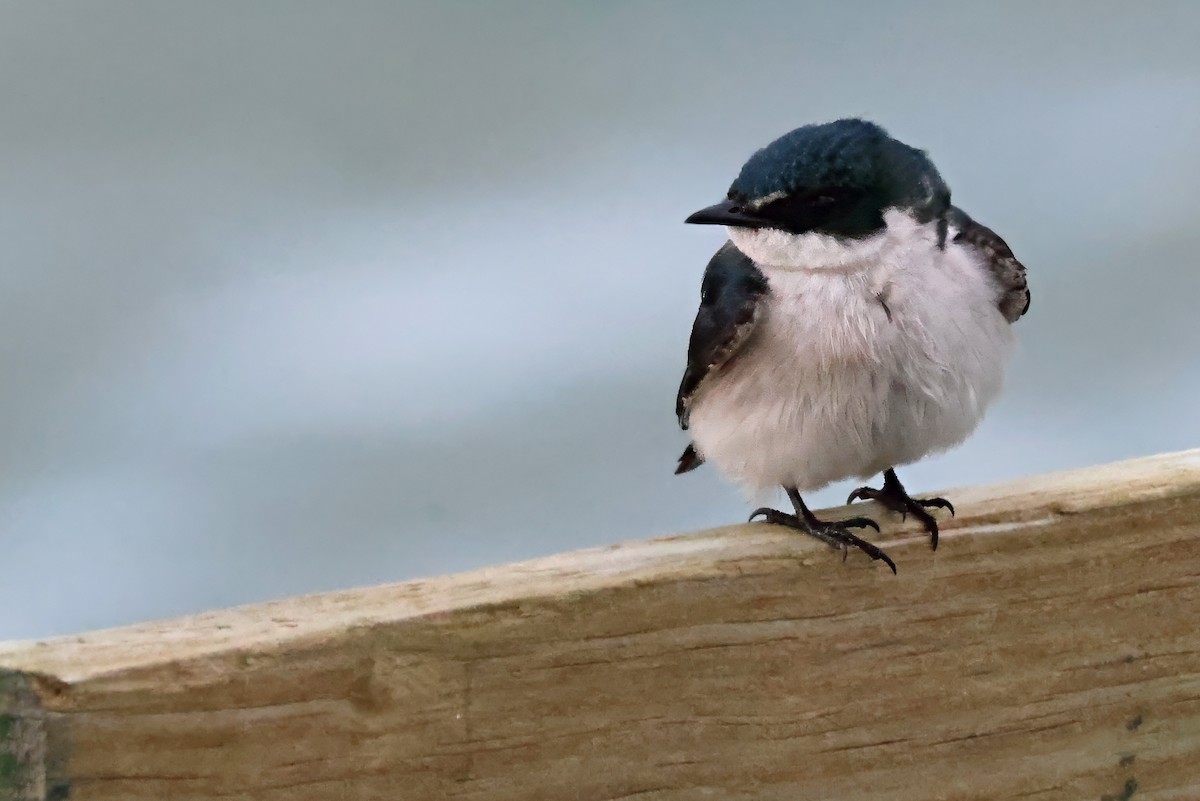 Mangrove Swallow - ML632668750