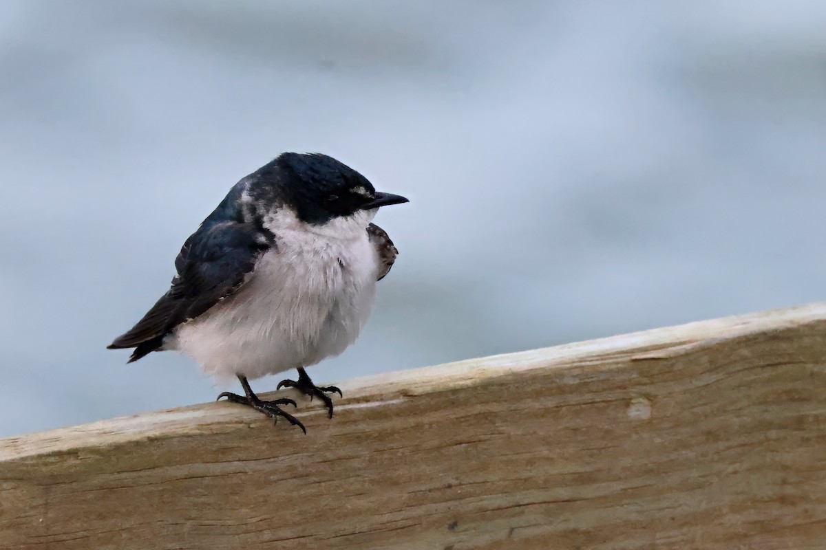 Mangrove Swallow - ML632668751