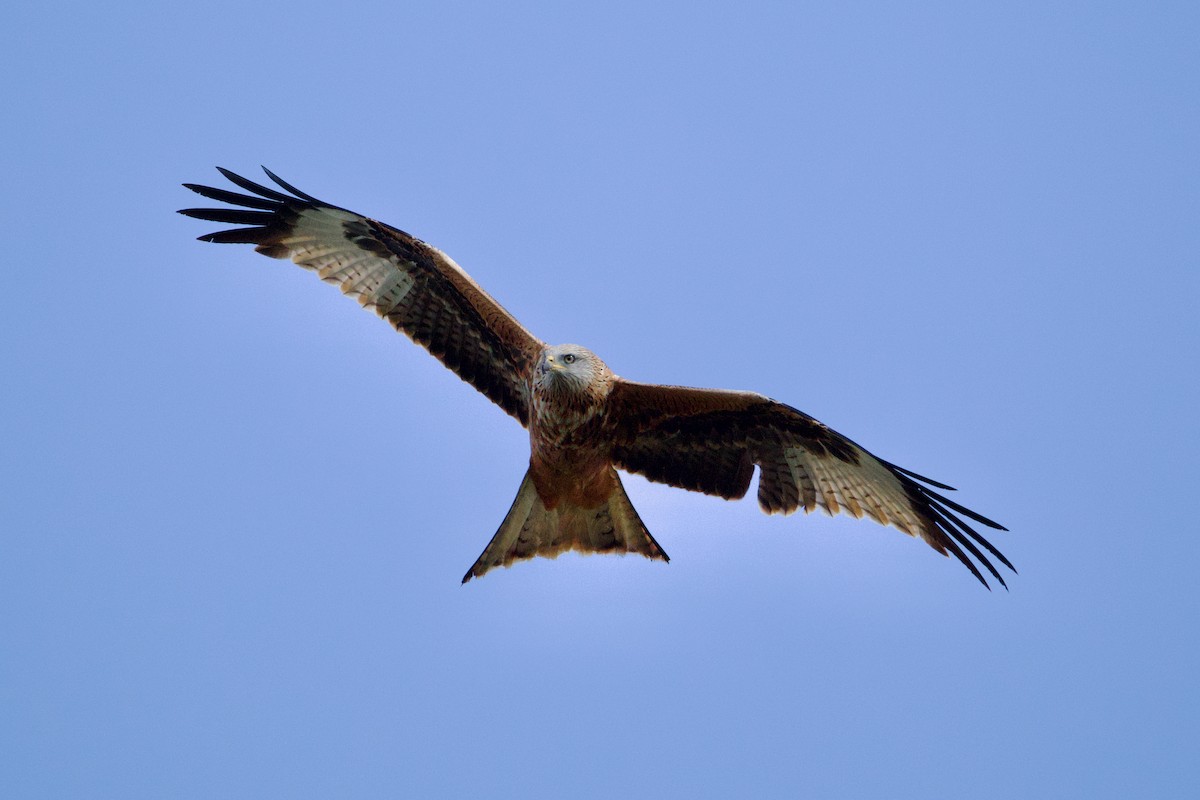 Red Kite - ML632668982