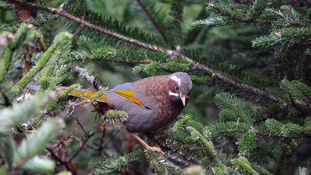 White-whiskered Laughingthrush - ML632669015