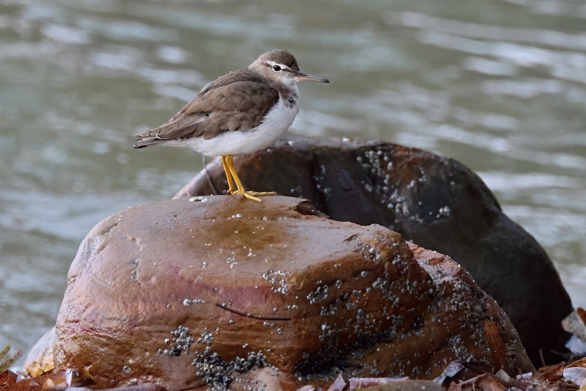 Spotted Sandpiper - ML632669108
