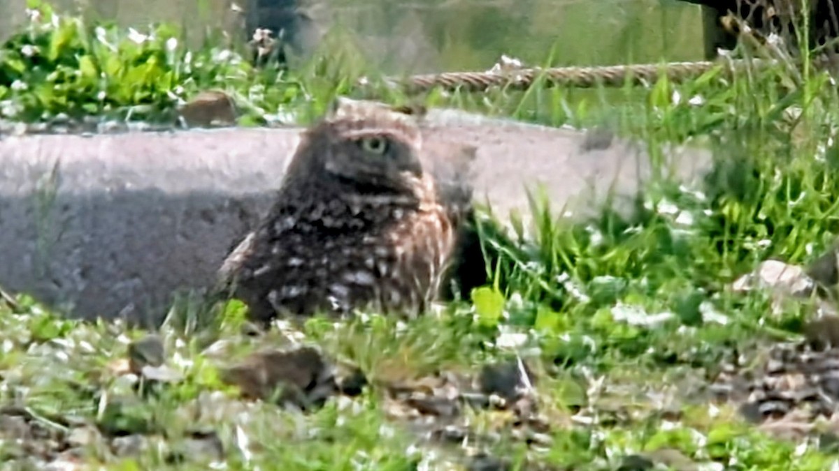 Burrowing Owl - ML632669343
