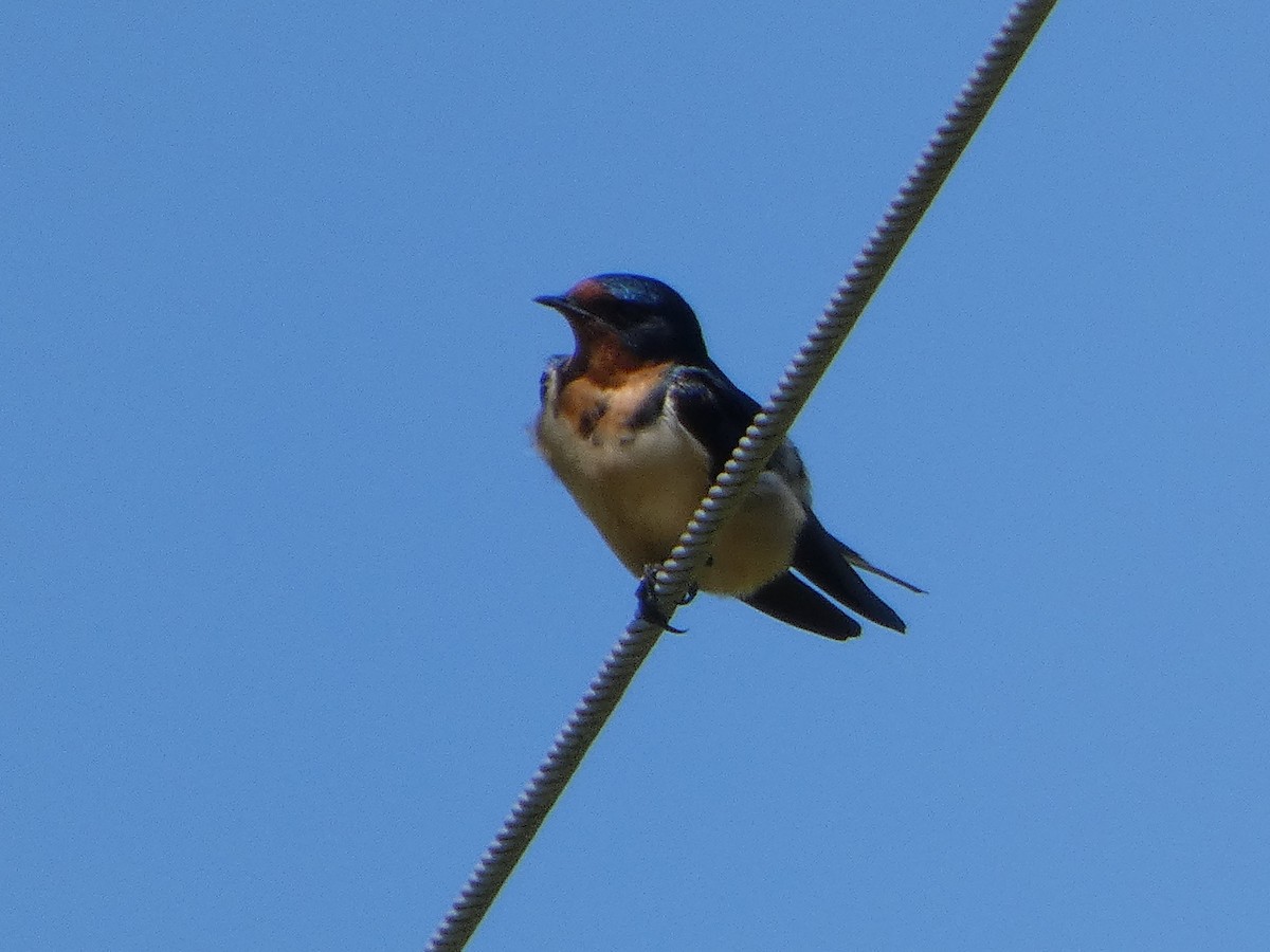 Golondrina Común - ML632669478
