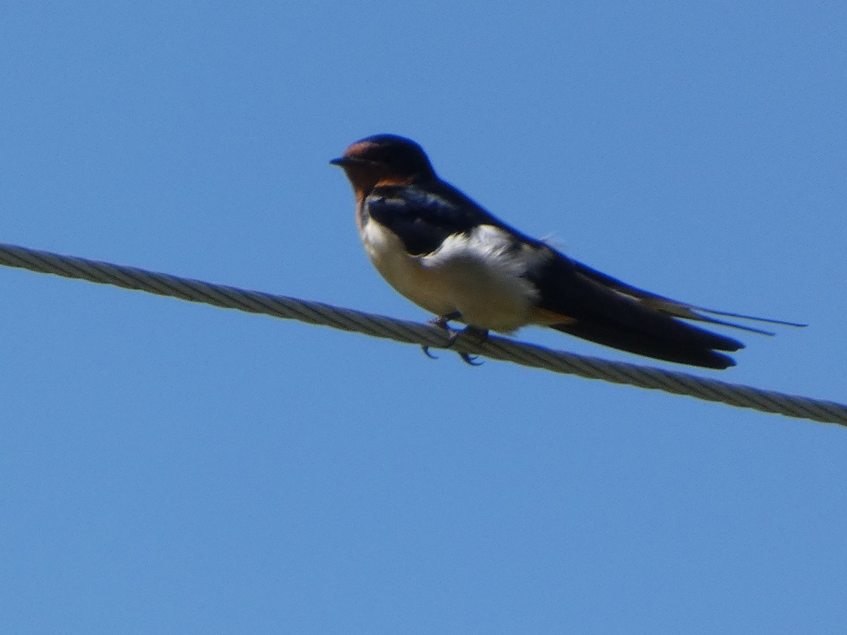 Golondrina Común - ML632669481