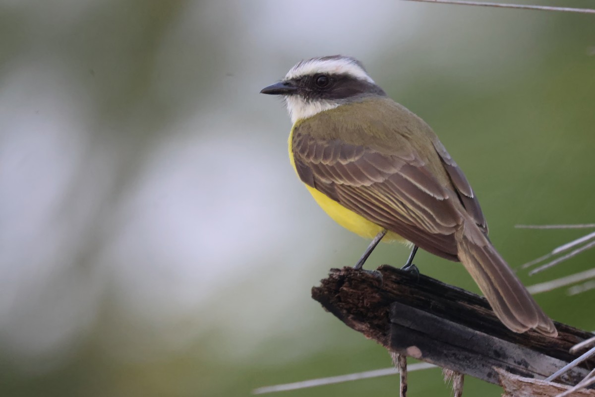 Social Flycatcher - ML632669772