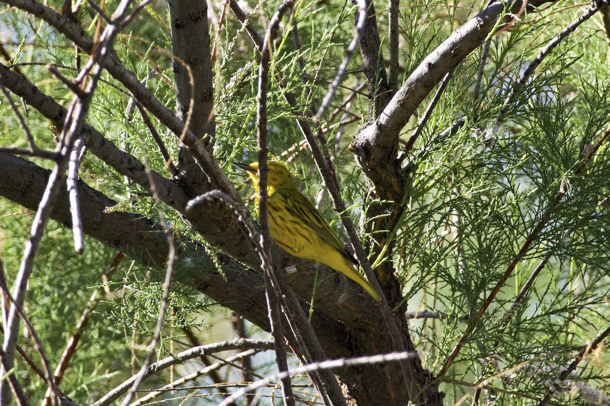 gulparula - ML632669804