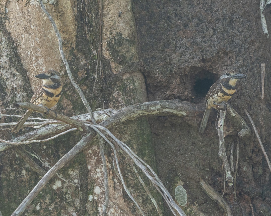 Two-banded Puffbird - ML632669835