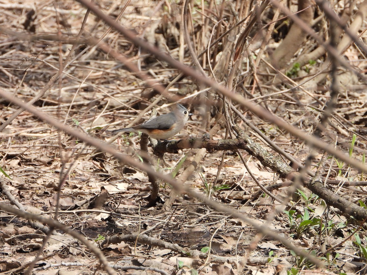 Tufted Titmouse - ML632669941