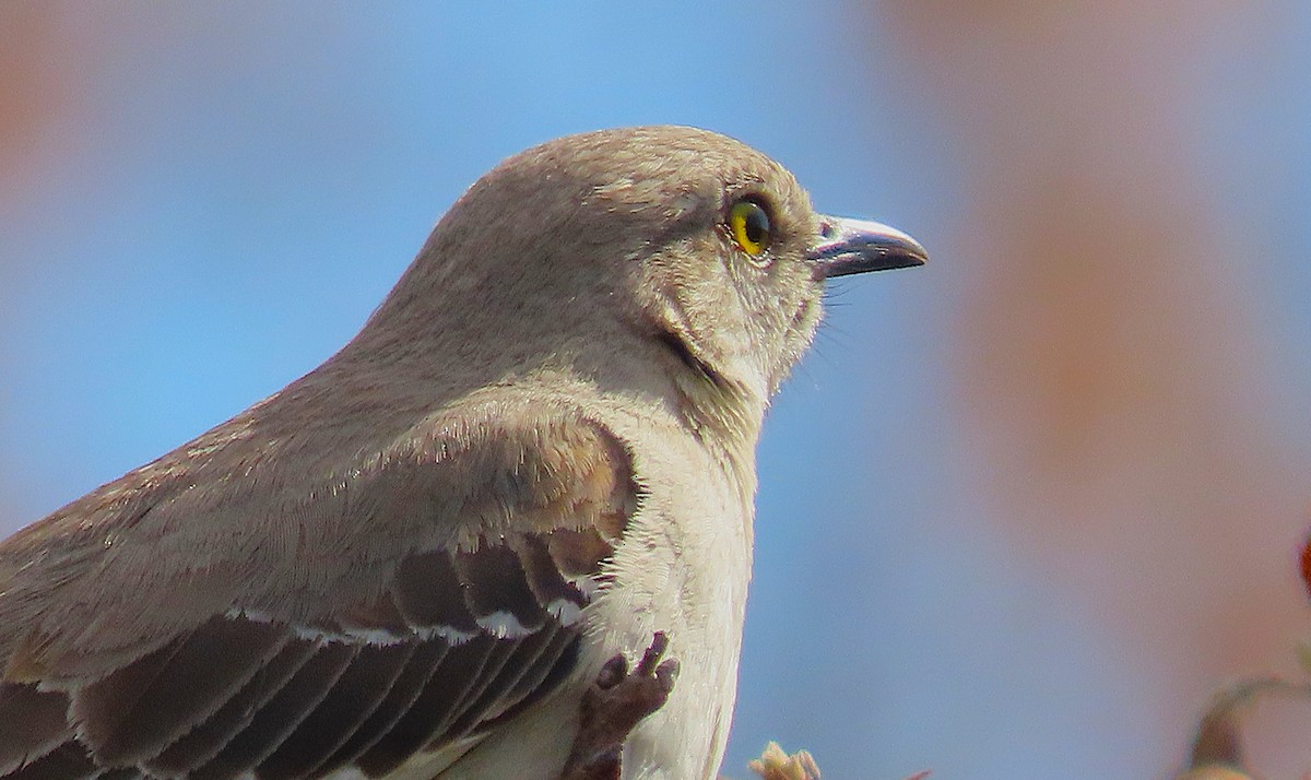 Northern Mockingbird - ML632670059
