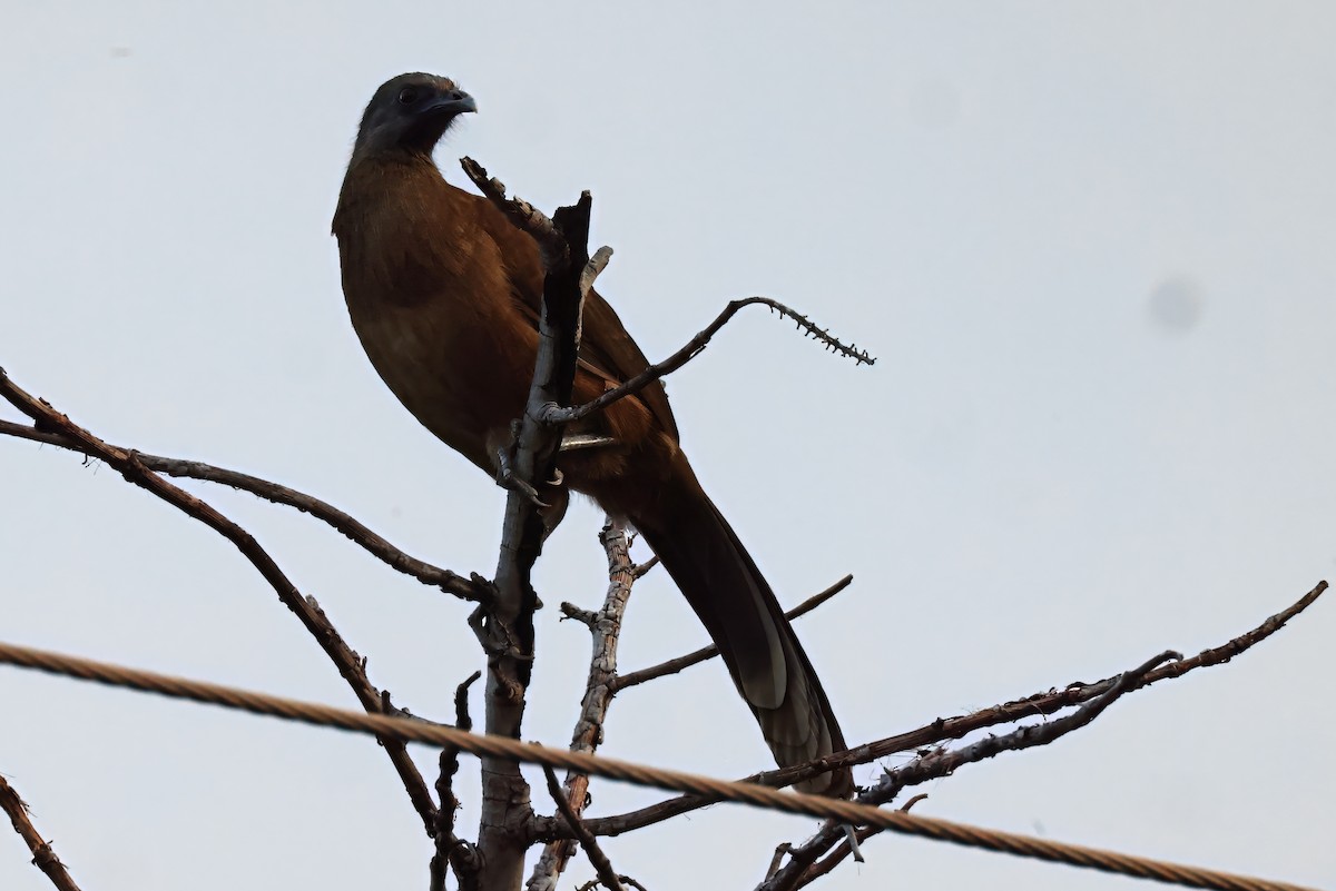 Plain Chachalaca - ML632670062