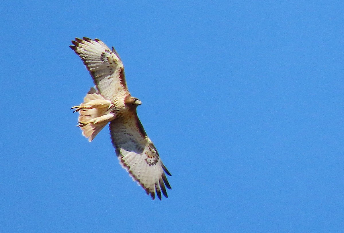 Red-tailed Hawk - ML632670073