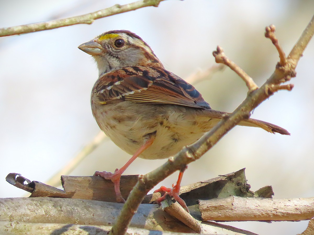 White-throated Sparrow - ML632670088