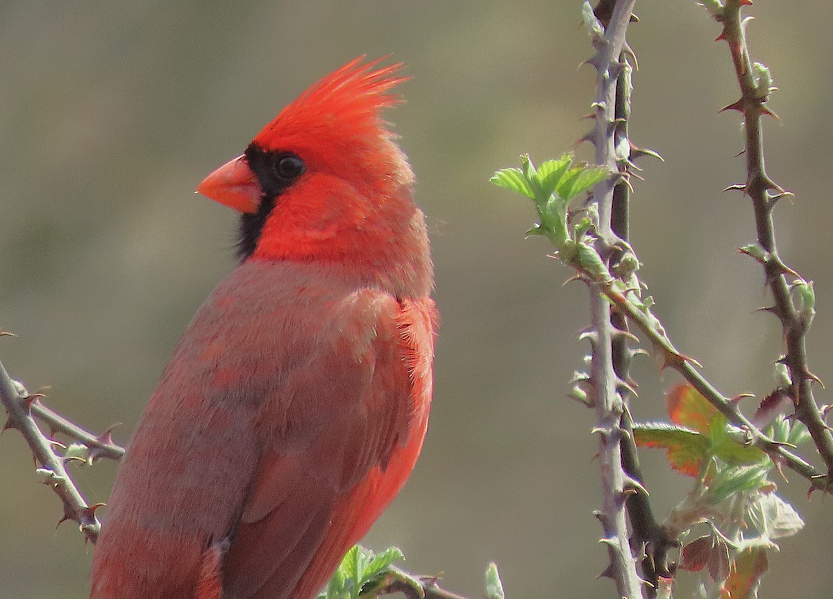 Northern Cardinal - ML632670110