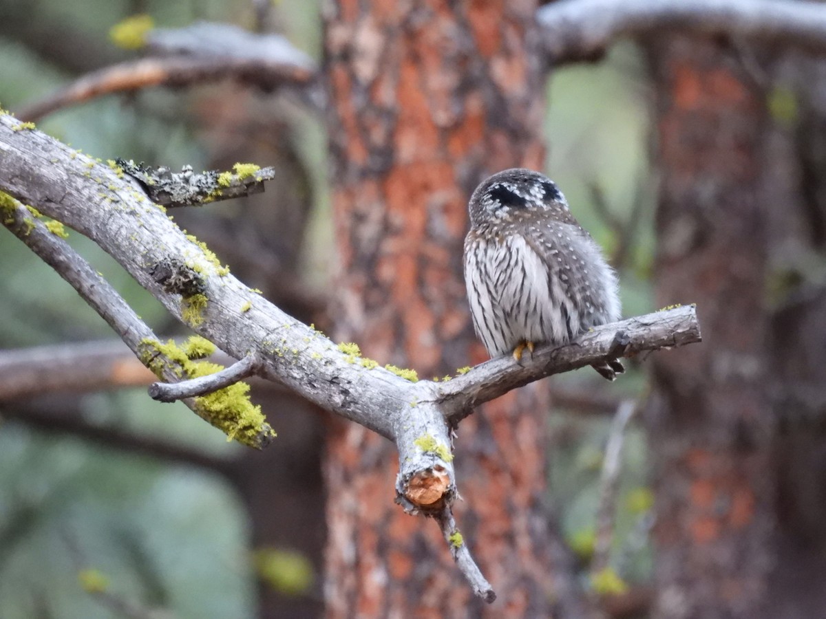 Northern Pygmy-Owl - ML632670194