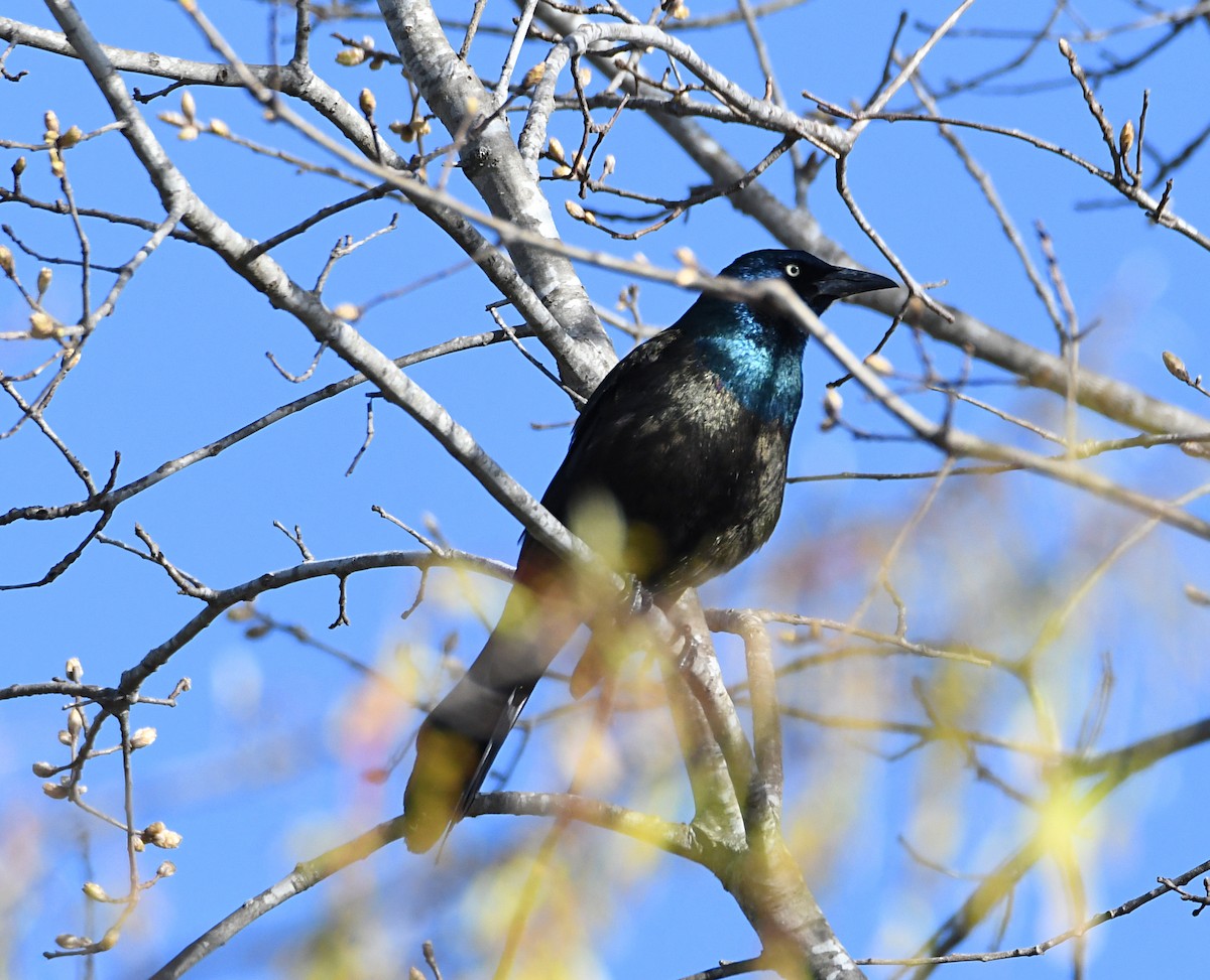 Common Grackle (Bronzed) - ML632670299