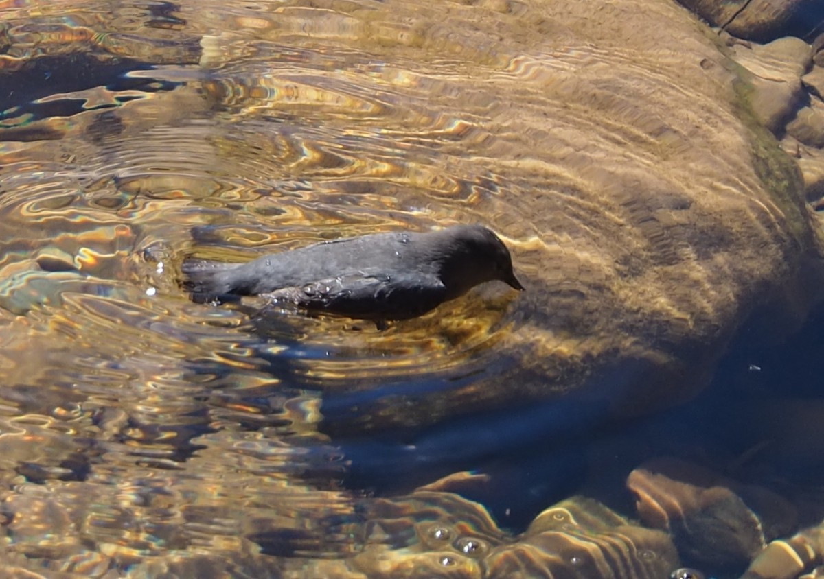 American Dipper - ML632670320