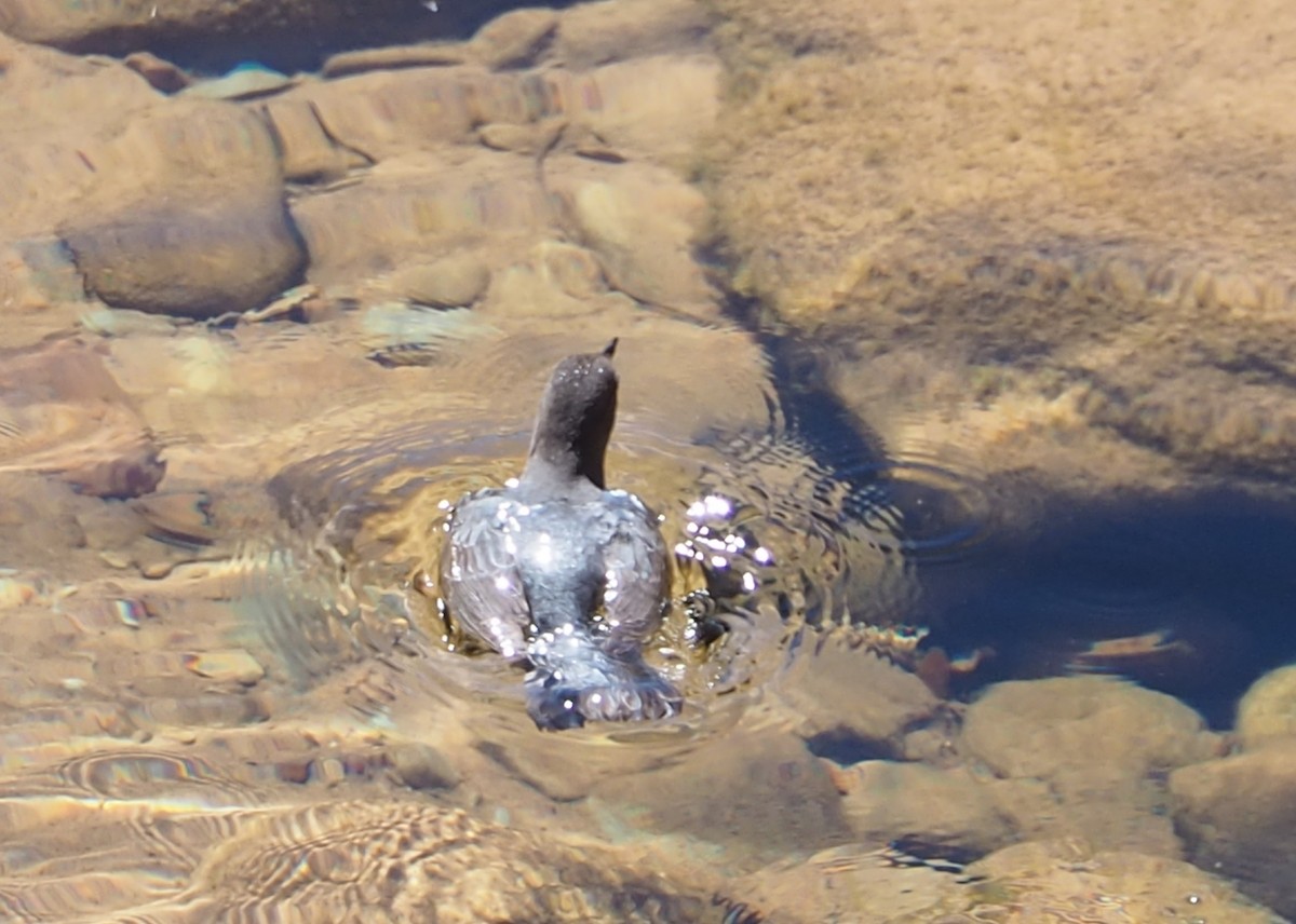American Dipper - ML632670321