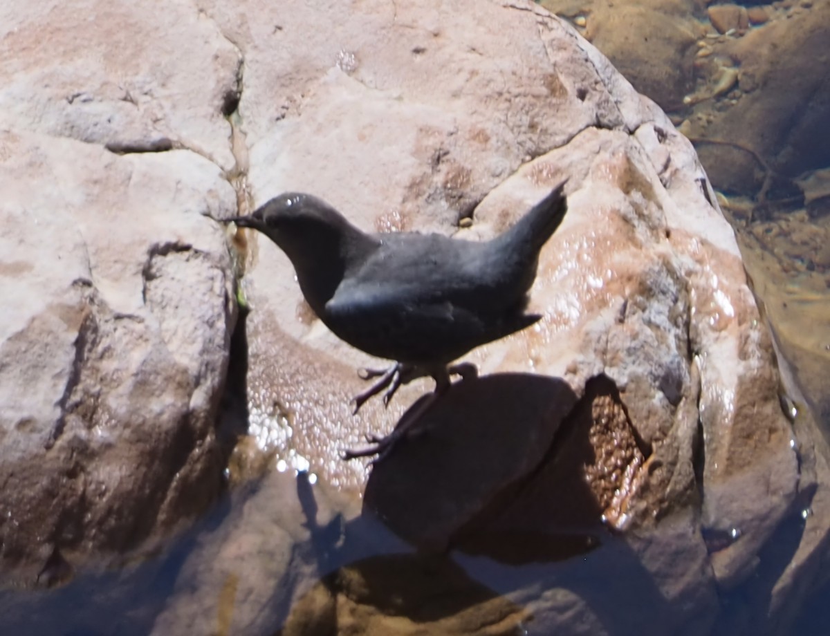 American Dipper - ML632670322