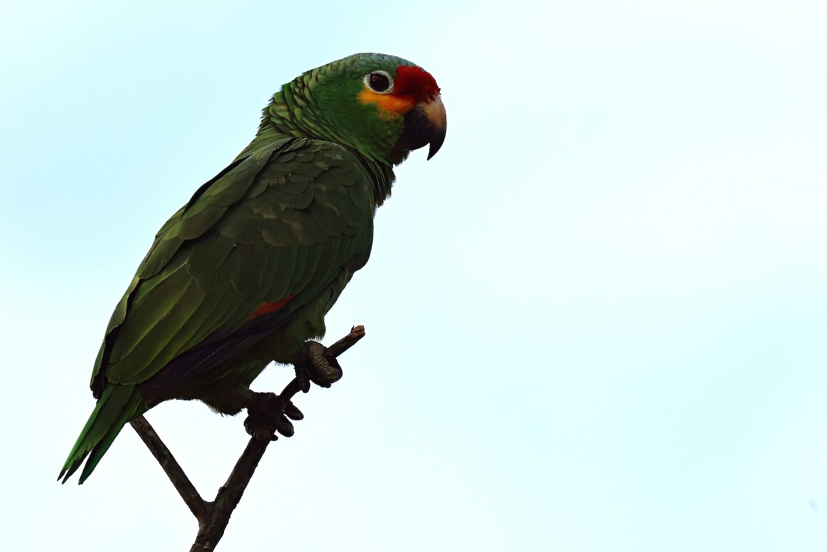 Red-lored Amazon - ML632670325