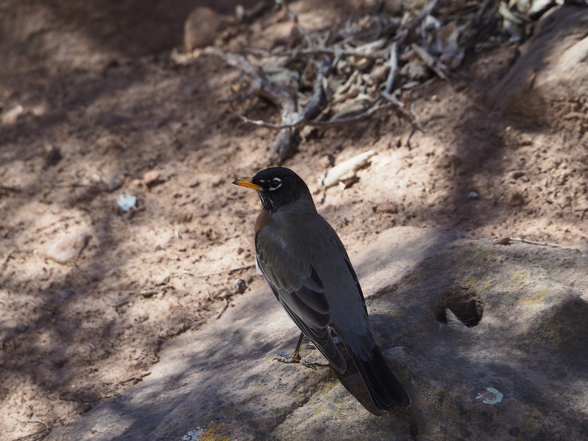 American Robin - ML632670462