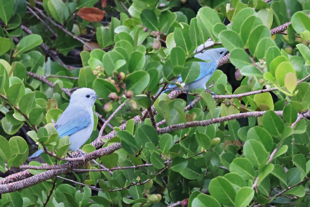 Blue-gray Tanager - ML632670611