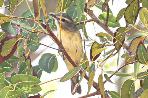 Philadelphia Vireo - ML632670672