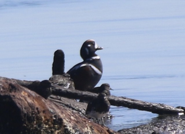 Harlequin Duck - ML632670855