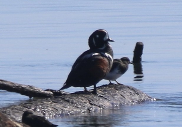 Harlequin Duck - ML632670856