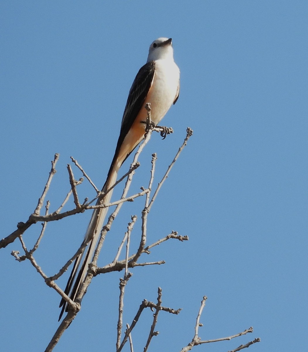 Scissor-tailed Flycatcher - ML632671105