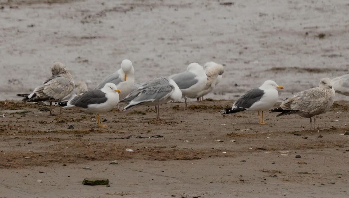 Lesser Black-backed Gull - ML632671131
