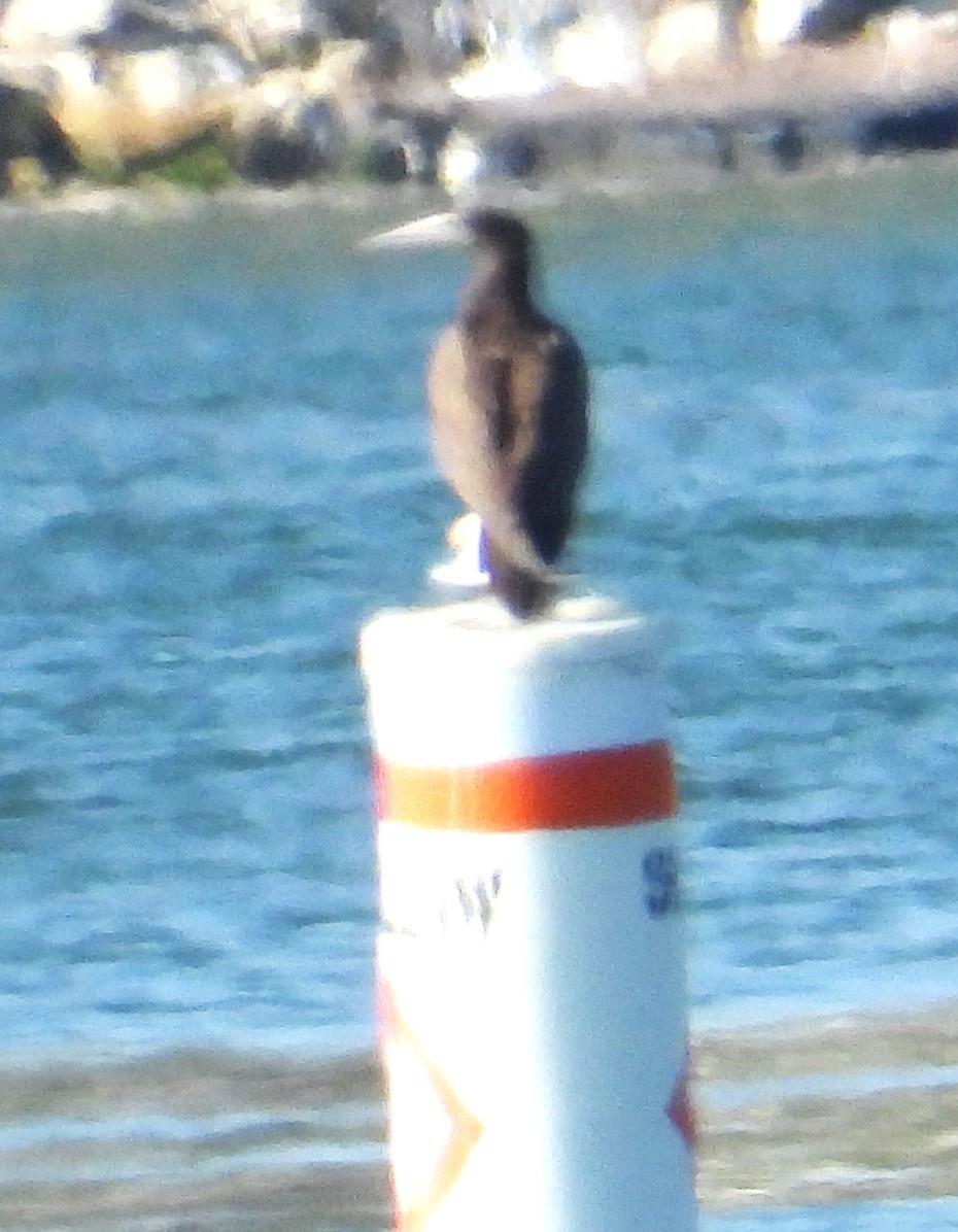 Brown Booby - ML632671133