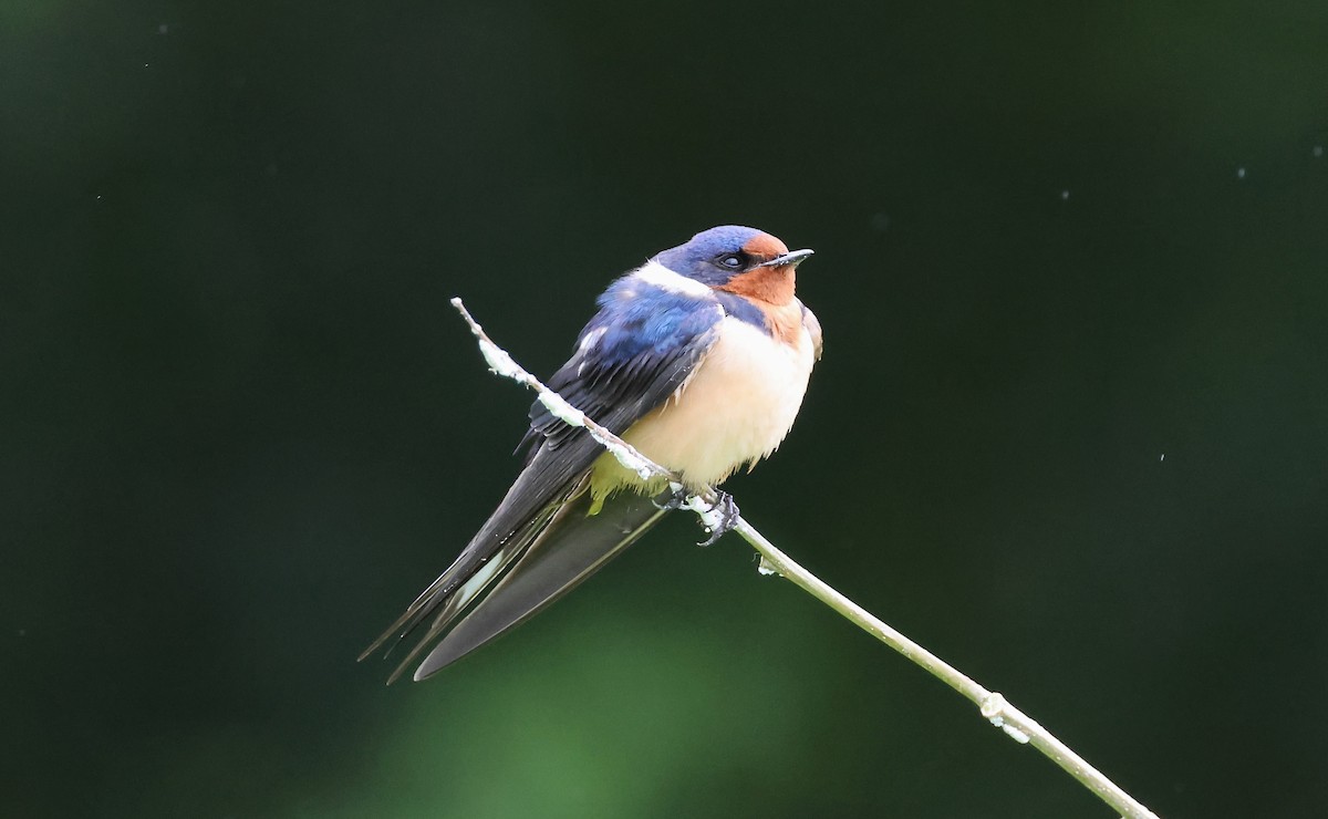 Golondrina Común - ML632671350