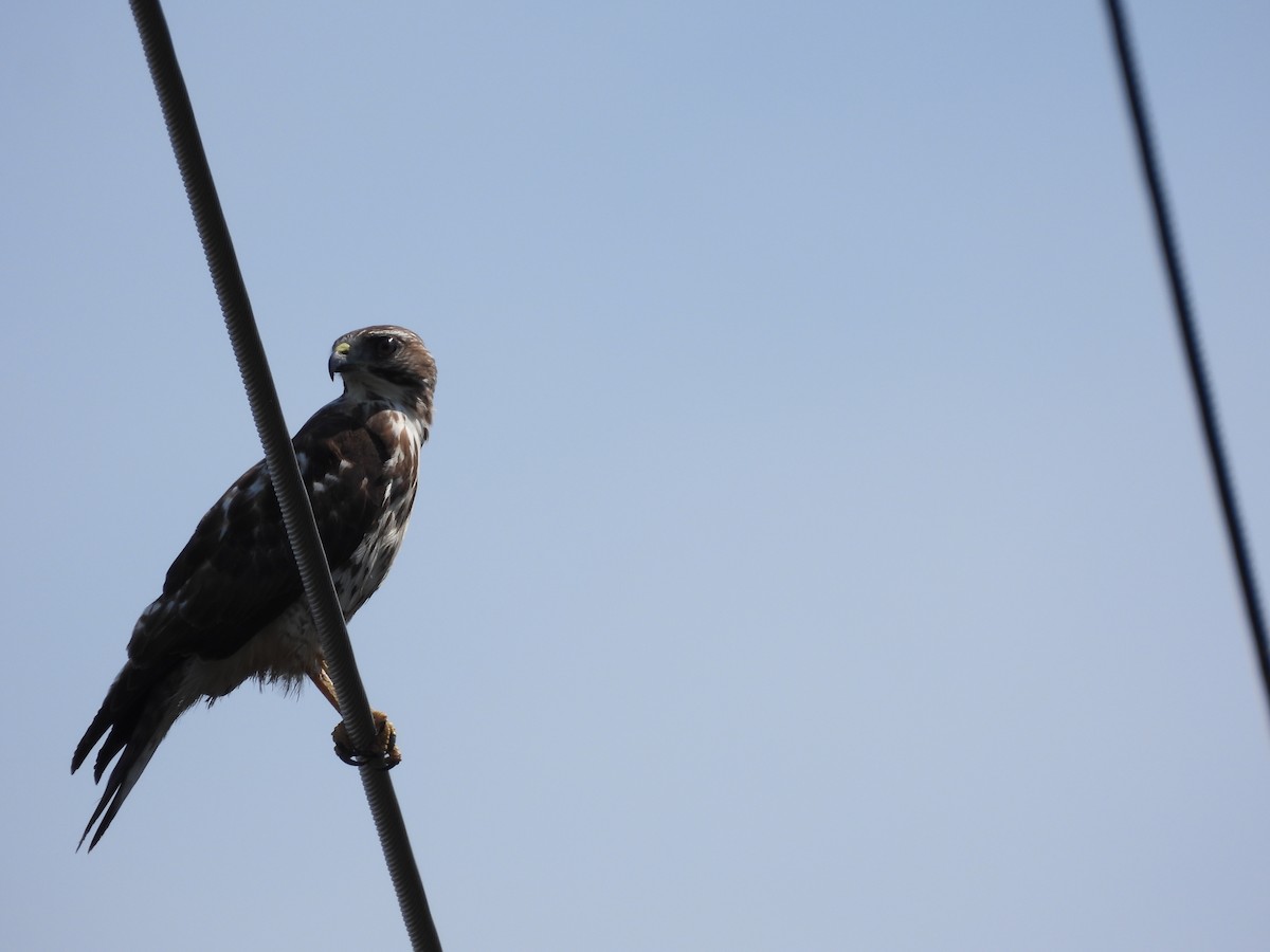 Broad-winged Hawk - ML632671375