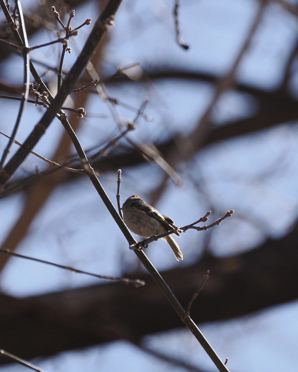 Golden-crowned Kinglet - ML632671379