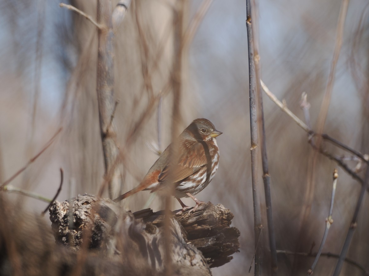 גיבתונית חומת-זנב - ML632671388