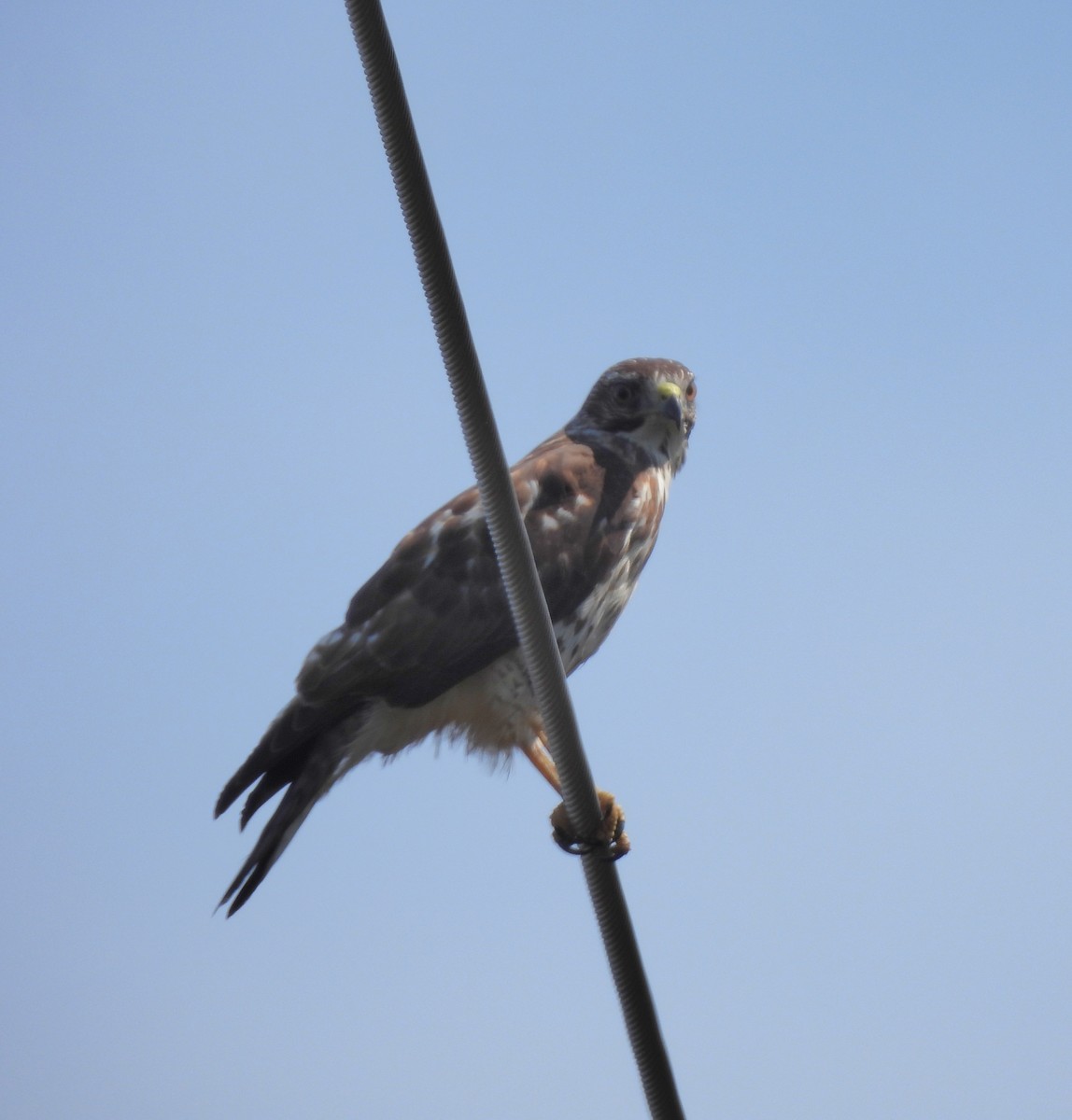 Broad-winged Hawk - ML632671505