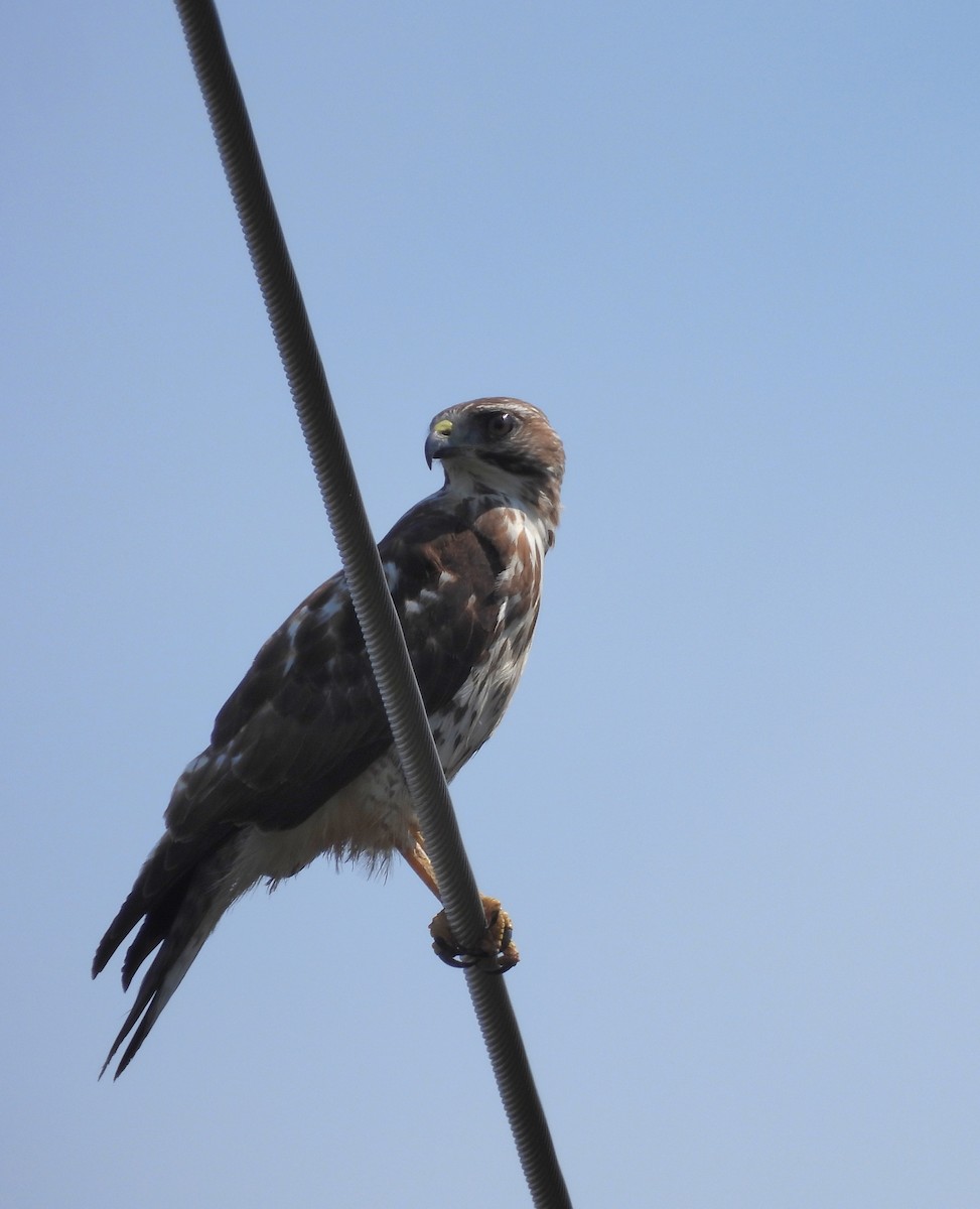 Broad-winged Hawk - ML632671506