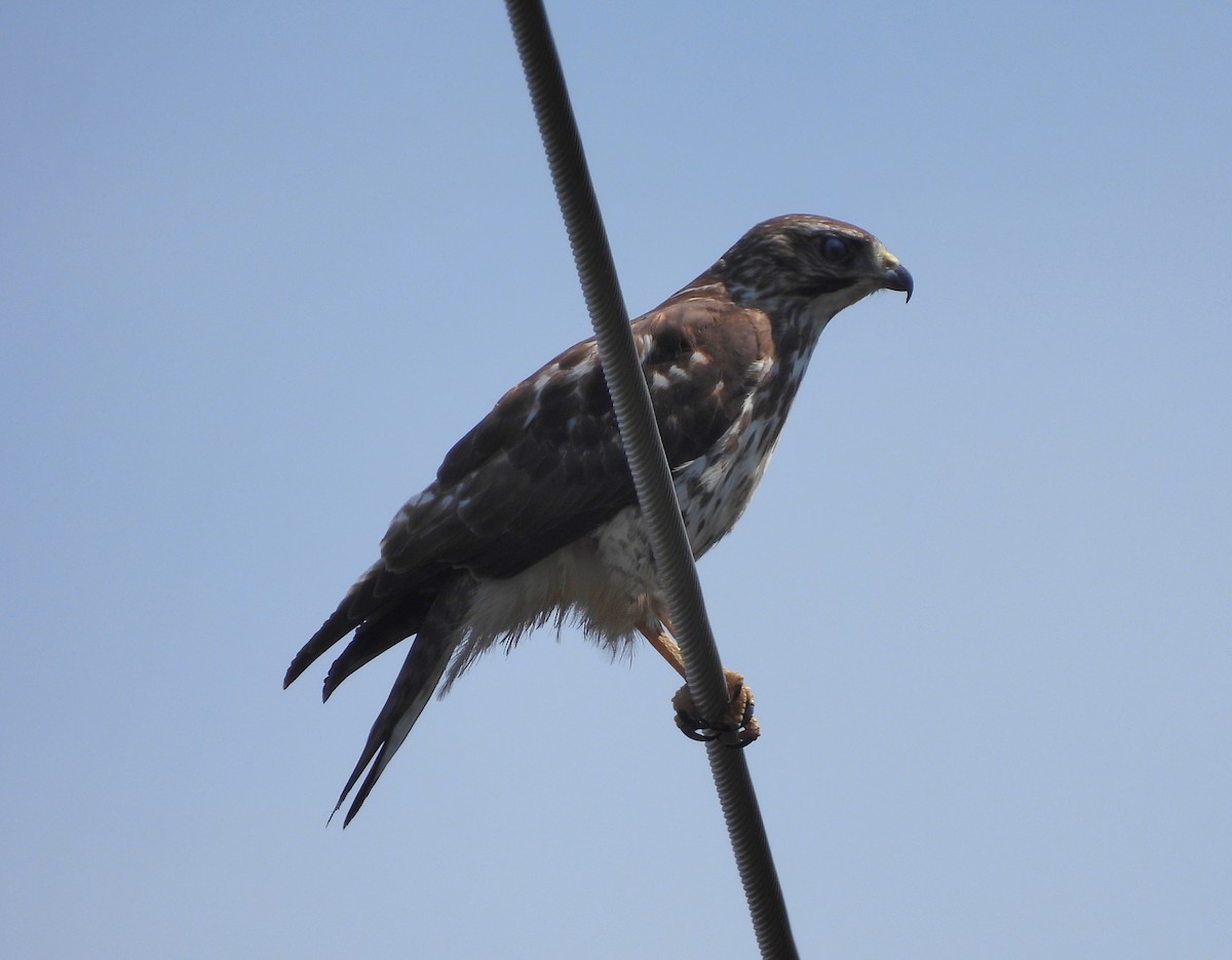 Broad-winged Hawk - ML632671507