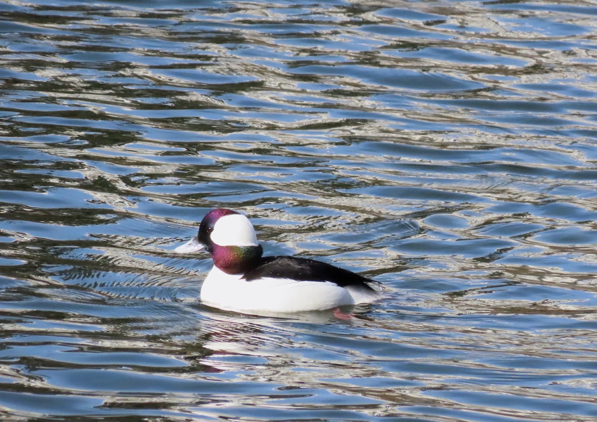 Bufflehead - ML632671524