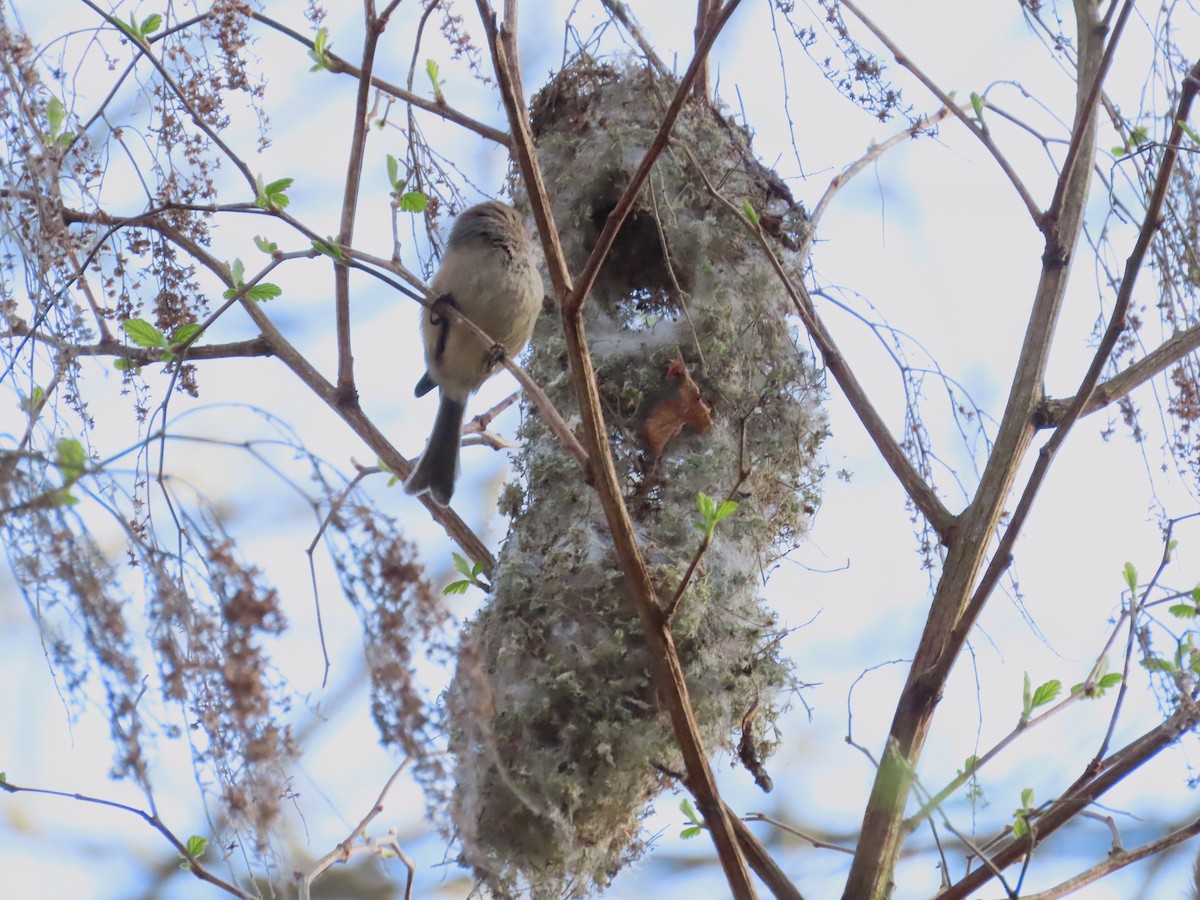 Bushtit - ML632671558