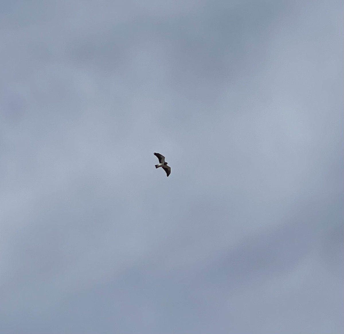 Swainson's Hawk - ML632671567