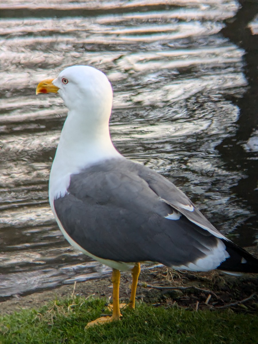 Lesser Black-backed Gull - ML632671605