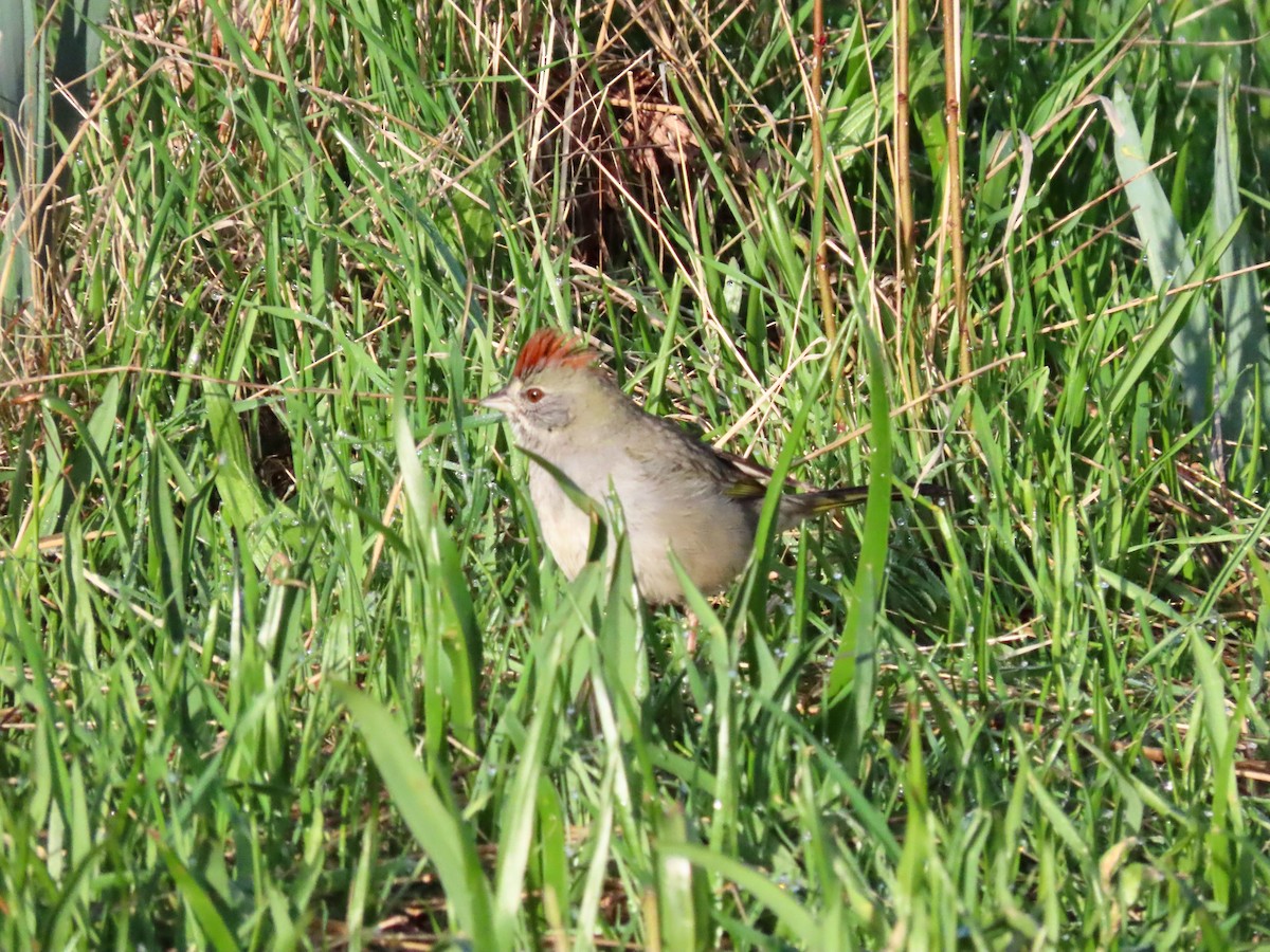 Green-tailed Towhee - ML632671608