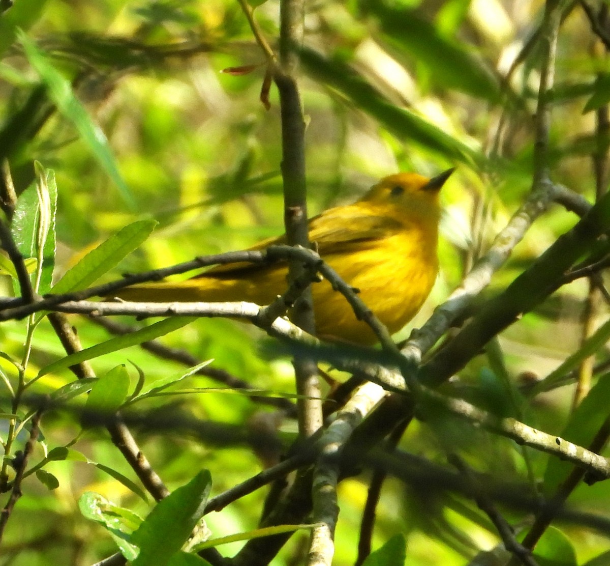 gulparula - ML632671674