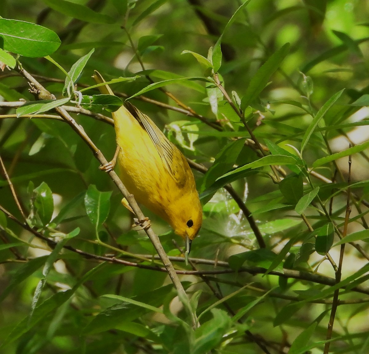gulparula - ML632671675