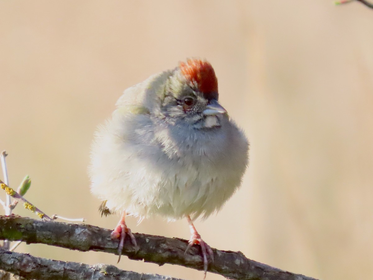 Green-tailed Towhee - ML632671770