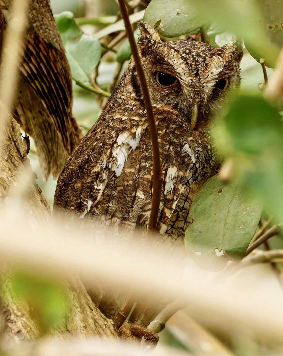 Tropical Screech-Owl - ML632671901