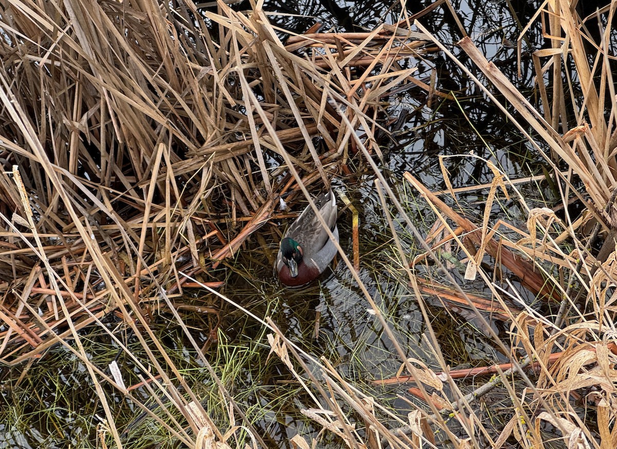 Mallard x Green-winged Teal (hybrid) - ML632671943