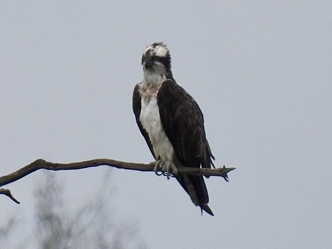 Osprey - ML632672252