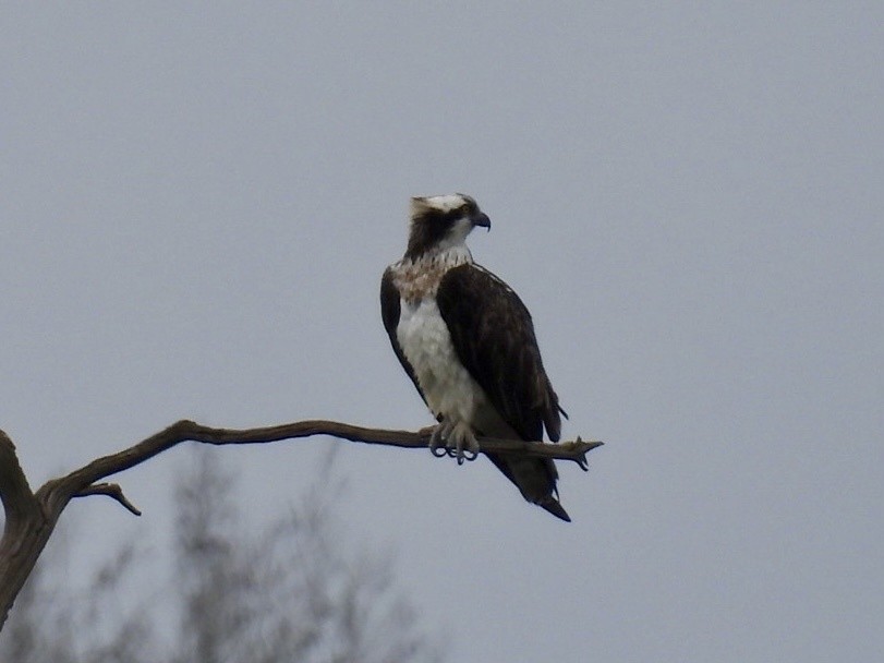 Osprey - ML632672253